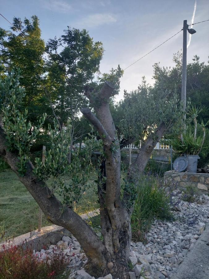 Novouredeni Apartman Marko Mundanije Εξωτερικό φωτογραφία